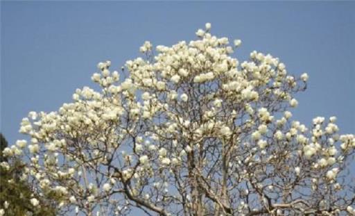 這3種樹最適合種在庭院，花開滿院香，寓意極佳顯富貴，極好養