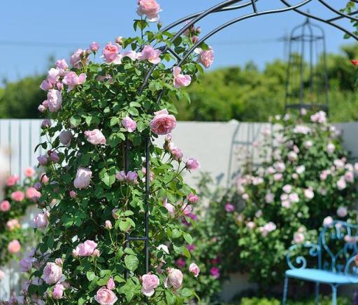 想讓「藤本月季」多開花？注意這幾點，一年爬2樓，兩年變花牆