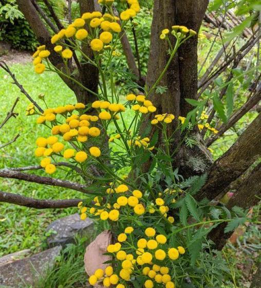 驅蠅植物養護，選擇這些易養植株讓院子遠離蒼蠅困擾