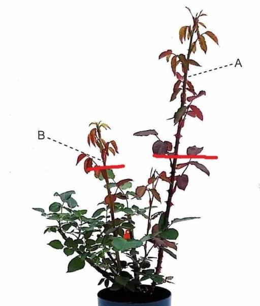想要月季更壯、開花更多？修剪、施肥一個不能少，全套教程在這裡