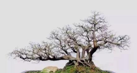 #驚豔48種盆景樹種，獨一無二的絕世之作