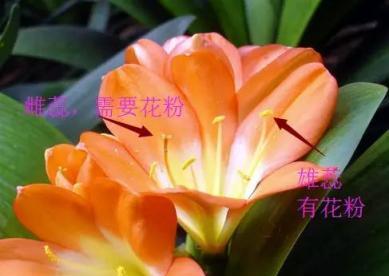 君子蘭花敗後，2件事要做好，不然第二年花少不開花！