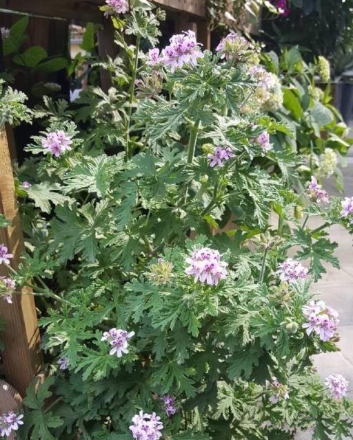 炎熱夏日，養3盆「驅蚊花」，蚊子一個都不見，清香又美麗