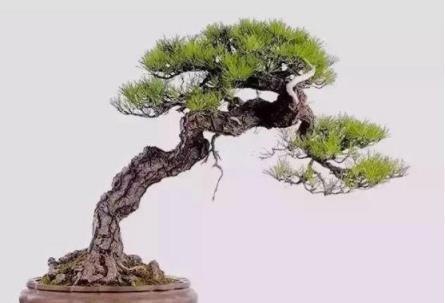 #驚豔48種盆景樹種，獨一無二的絕世之作