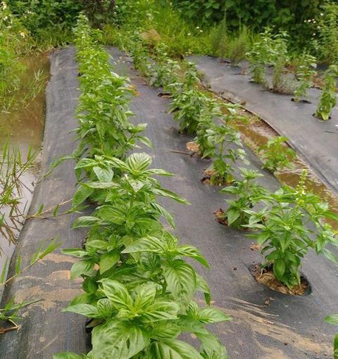 在陽臺種這6種香草植物，味道清香，蒼蠅蚊子小飛蟲子全都趕跑了