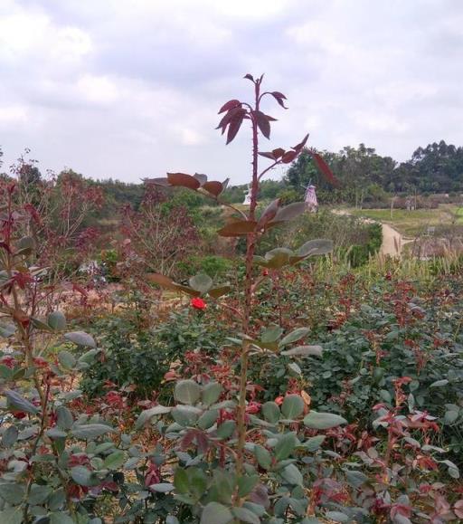 想要月季更壯、開花更多？修剪、施肥一個不能少，全套教程在這裡