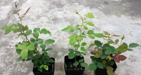 想要月季更壯、開花更多？修剪、施肥一個不能少，全套教程在這裡