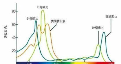  植物必須要通過太陽光合作用嗎？月亮的光可不可以？