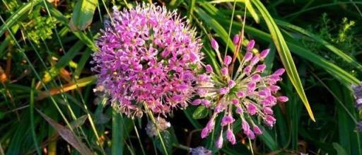 3種蔬菜，好養好吃易豐收，開花美呆了，菜園變花園