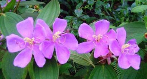 野牡丹的繁殖與養護，花大色豔，全草藥用價值