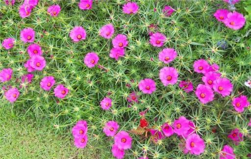 春天種什麼呢？幾樣草本花卉，個個都是「開花小能手」