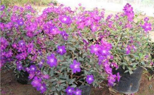 野牡丹的繁殖與養護，花大色豔，全草藥用價值