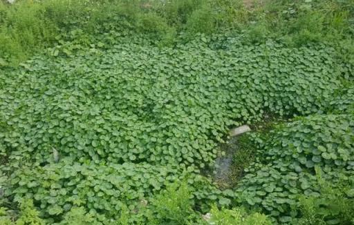 農村養花太彪悍，地大土多，為了養花回農村？城裡人羨慕不來