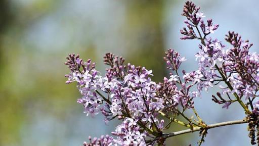 「丁香花」的養護，做好幾點，花形優雅，花色淡雅美麗大方