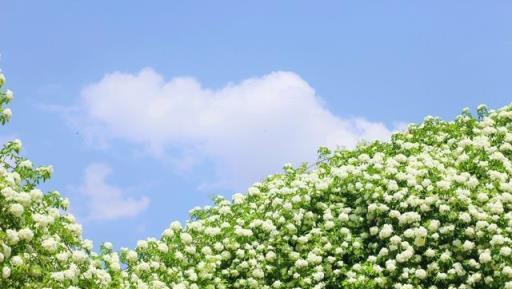 1棵木香花，比桂花香10倍，﹣20度凍不死，栽1棵庭院變花海