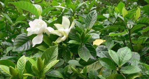 這幾種水輪著澆，梔子花葉子油亮花香重，整夏都有梔子香