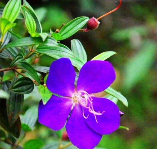 野牡丹的繁殖與養護，花大色豔，全草藥用價值