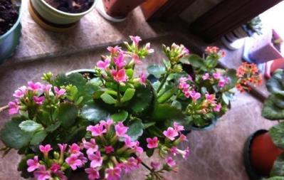 「4種花」現在不能買，拿回家就掉花苞，而且度夏難，黑腐又爛根