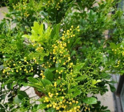 養好米蘭先養「根」，記住絕招，根系粗壯蹭蹭長，枝葉繁茂開滿花