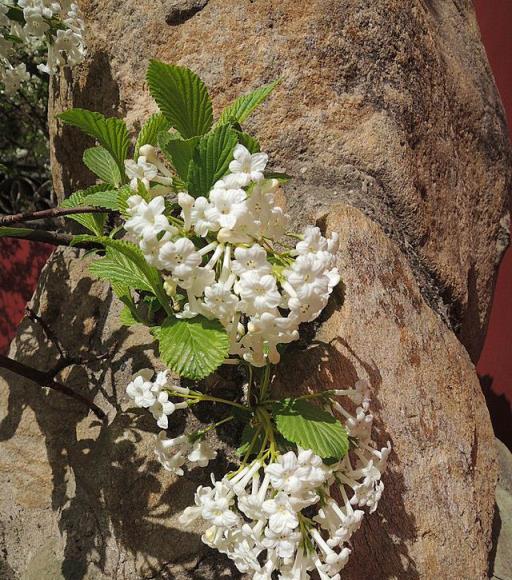 「丁香花」的養護，做好幾點，花形優雅，花色淡雅美麗大方