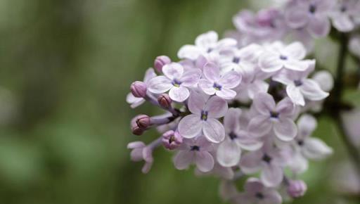 「丁香花」的養護，做好幾點，花形優雅，花色淡雅美麗大方