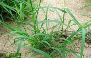 雜草的本質，瘋狂生長的祕密與生存策略