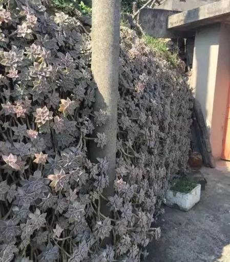 農村養花太彪悍，地大土多，為了養花回農村？城裡人羨慕不來