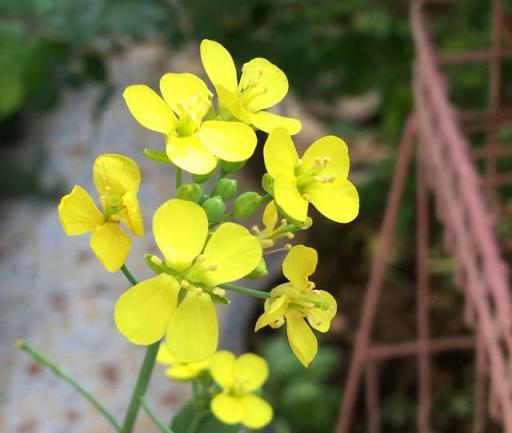 3種蔬菜，好養好吃易豐收，開花美呆了，菜園變花園