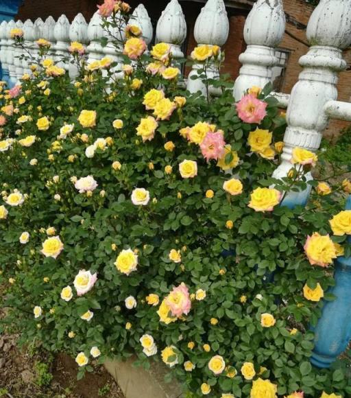 農村養花太彪悍，地大土多，為了養花回農村？城裡人羨慕不來