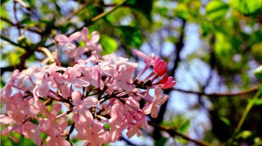 「丁香花」的養護，做好幾點，花形優雅，花色淡雅美麗大方