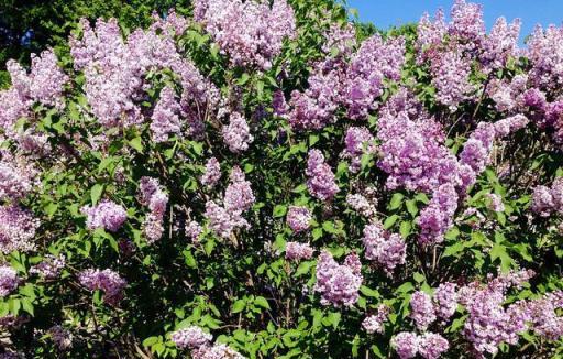 「丁香花」的養護，做好幾點，花形優雅，花色淡雅美麗大方