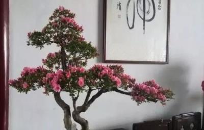 三種生活垃圾，都是養花「好幫手」，埋進盆裡，花卉枝葉油綠一年