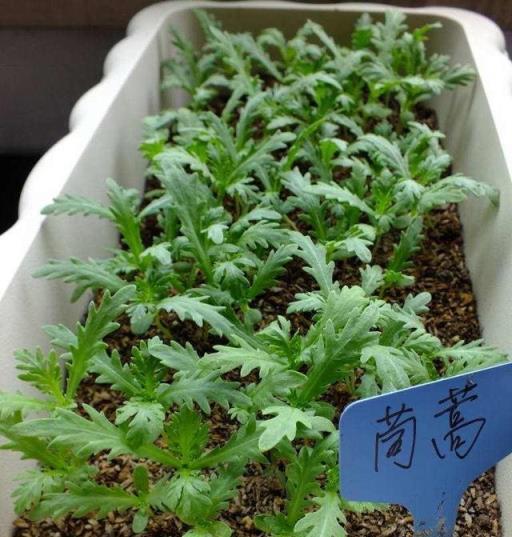 3種蔬菜，好養好吃易豐收，開花美呆了，菜園變花園