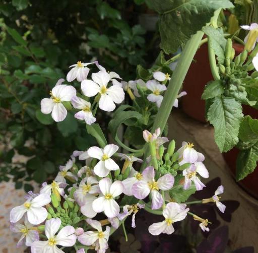 3種蔬菜，好養好吃易豐收，開花美呆了，菜園變花園