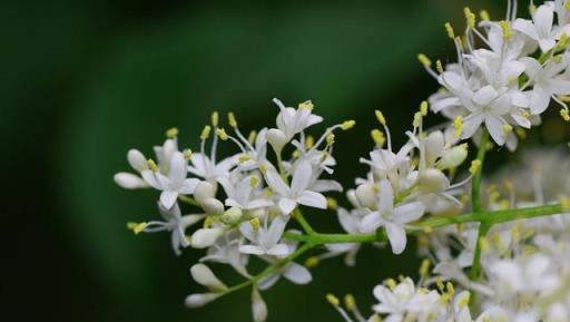 「丁香花」的養護，做好幾點，花形優雅，花色淡雅美麗大方