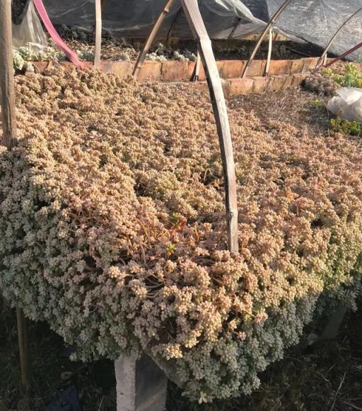 農村養花太彪悍，地大土多，為了養花回農村？城裡人羨慕不來