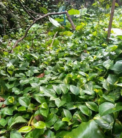 農村養花太彪悍，地大土多，為了養花回農村？城裡人羨慕不來