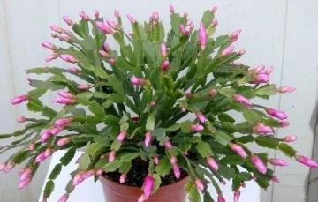 「4種花」現在不能買，拿回家就掉花苞，而且度夏難，黑腐又爛根