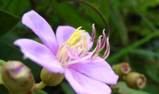 野牡丹的繁殖與養護，花大色豔，全草藥用價值