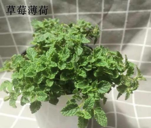 6種香香花，廚房客廳都能養，聞著香吃著也香，摘一把長10盆！