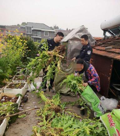 硬核科普：百聞不如一見 教你辨別罌粟花