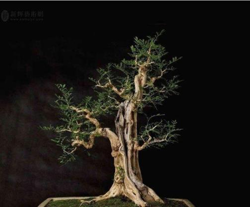 枯木重生，野外枯樹樁復活為盆景的藝術與技法-imomo植物識別
