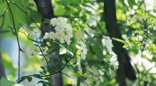 1棵木香花，比桂花香10倍，﹣20度凍不死，栽1棵庭院變花海