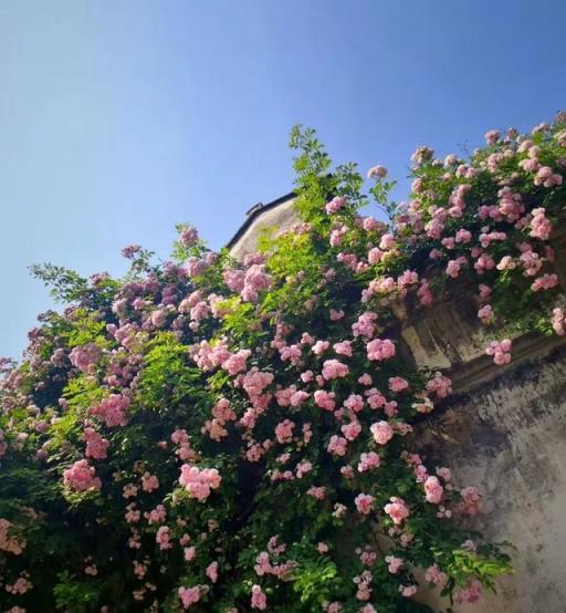 農村養花太彪悍，地大土多，為了養花回農村？城裡人羨慕不來