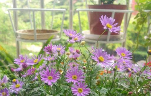 春天種什麼呢？幾樣草本花卉，個個都是「開花小能手」