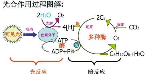  植物必須要通過太陽光合作用嗎？月亮的光可不可以？