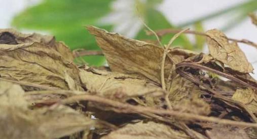 還在為報春花盆栽黃葉焦枯脫葉煩惱，掌握這四個要點，花多葉茂