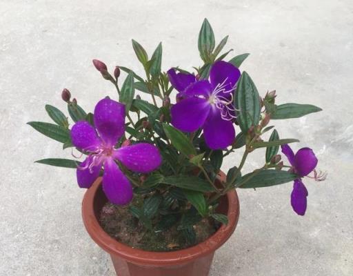 野牡丹的繁殖與養護，花大色豔，全草藥用價值