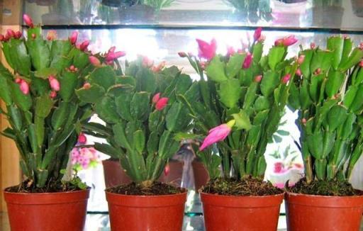 「4種花」現在不能買，拿回家就掉花苞，而且度夏難，黑腐又爛根