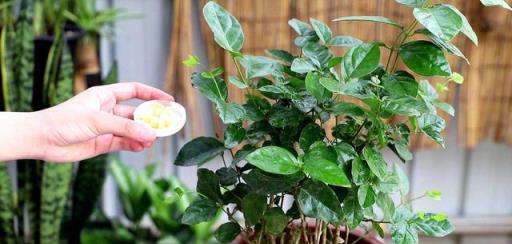 茉莉花不能亂用肥，小心不開花只會長葉子，今年沒花香